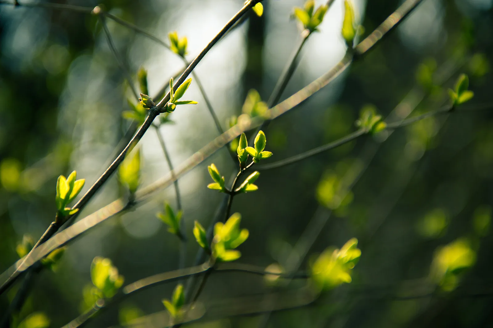 Fresh green branches illuminated by sunlight