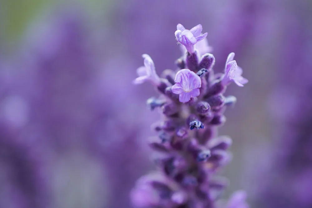 Close-up of lavender flowers in bloom